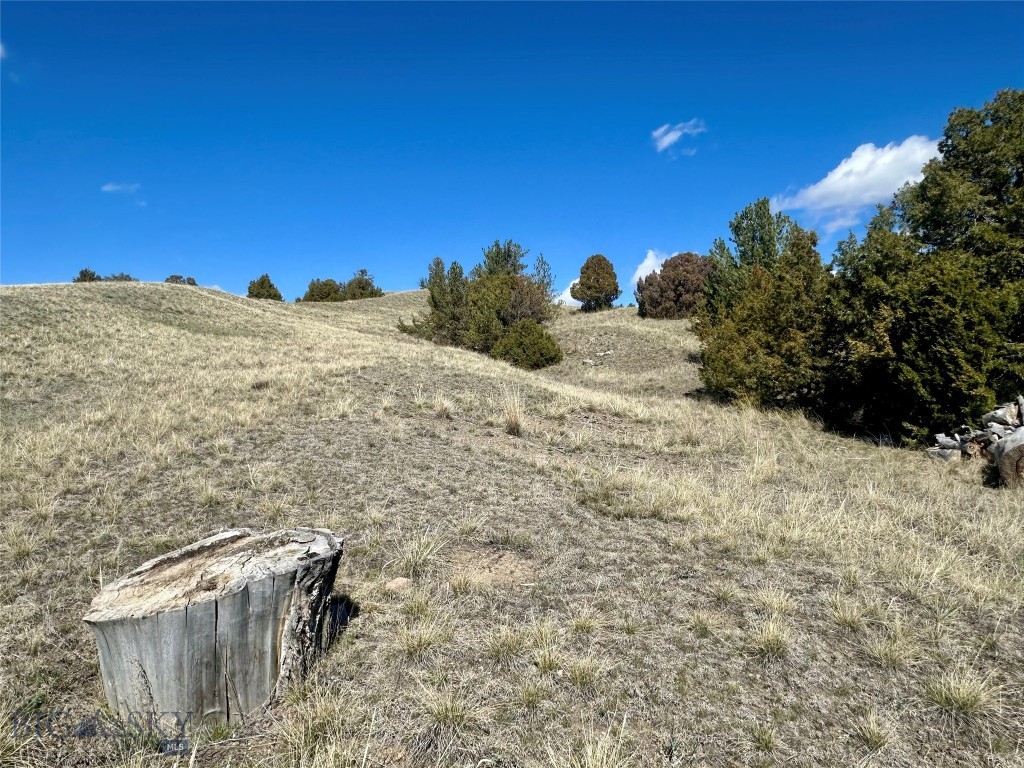 Ponderosa Pines - Land