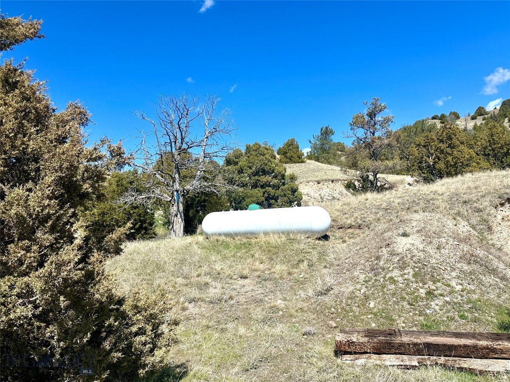Ponderosa Pines - Land