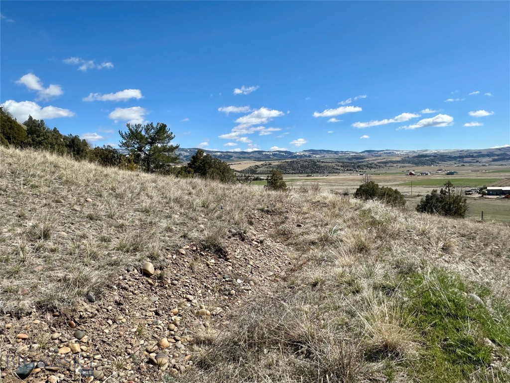Ponderosa Pines - Land