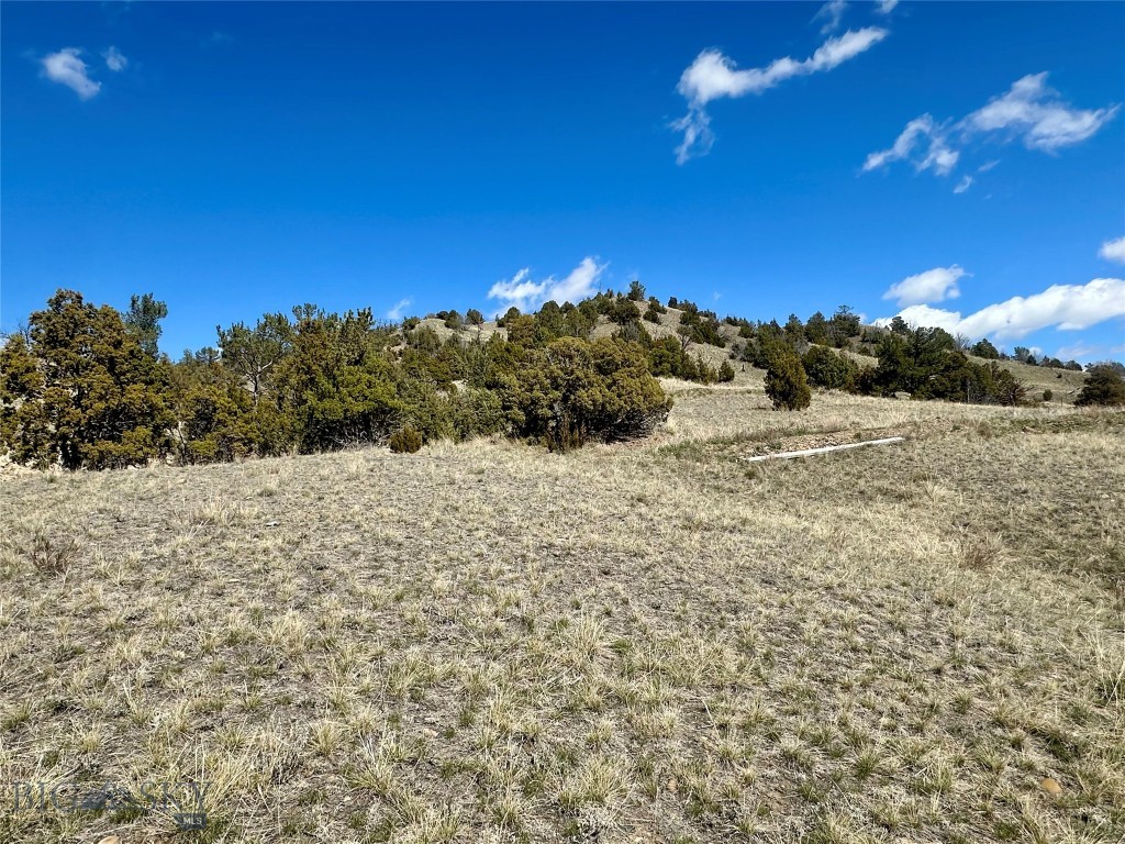 Ponderosa Pines - Land
