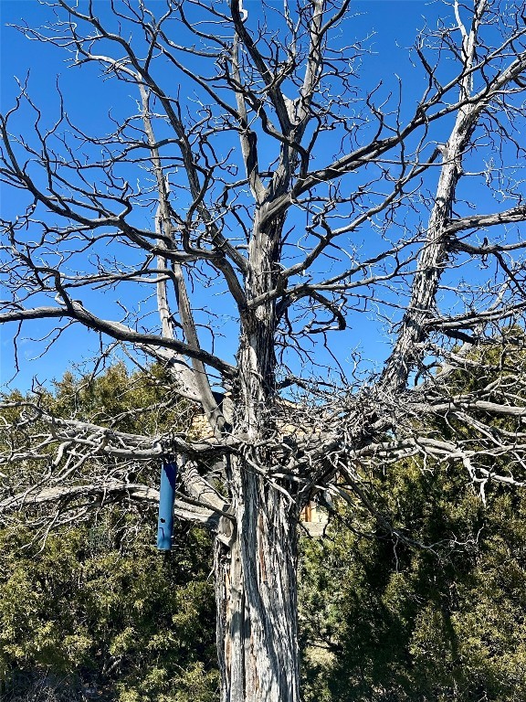Ponderosa Pines - Land