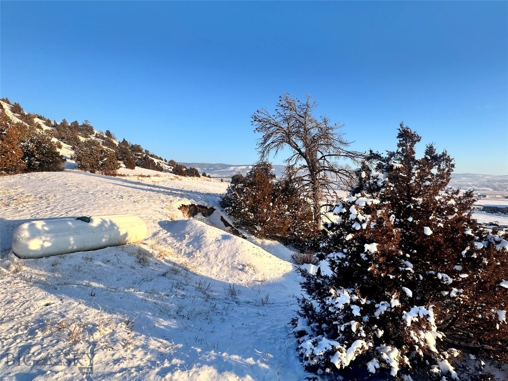 Ponderosa Pines - Land