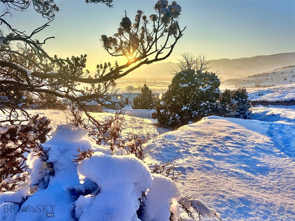 Ponderosa Pines - Land