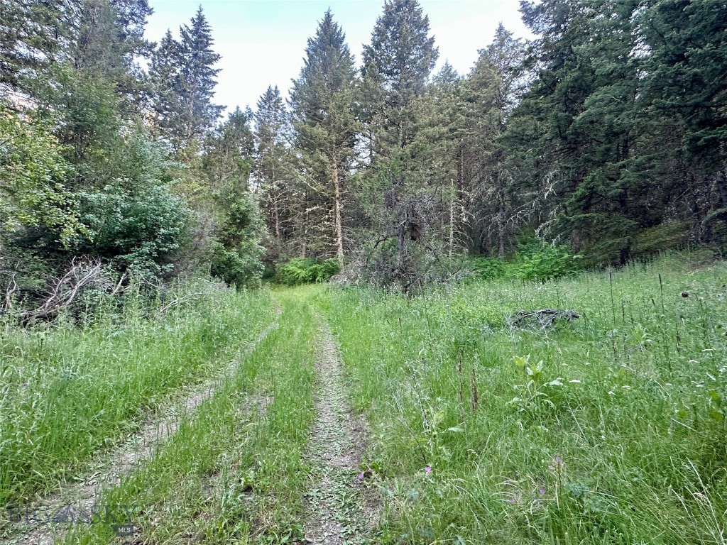 Ponderosa Pines - Land