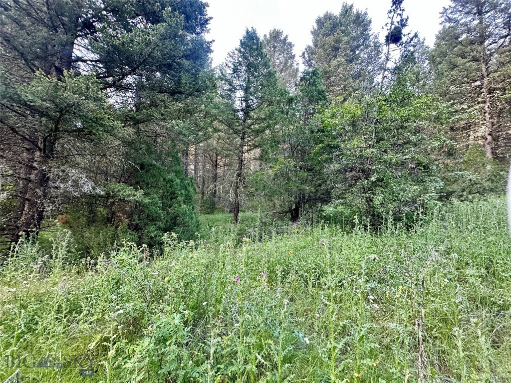 Ponderosa Pines - Land