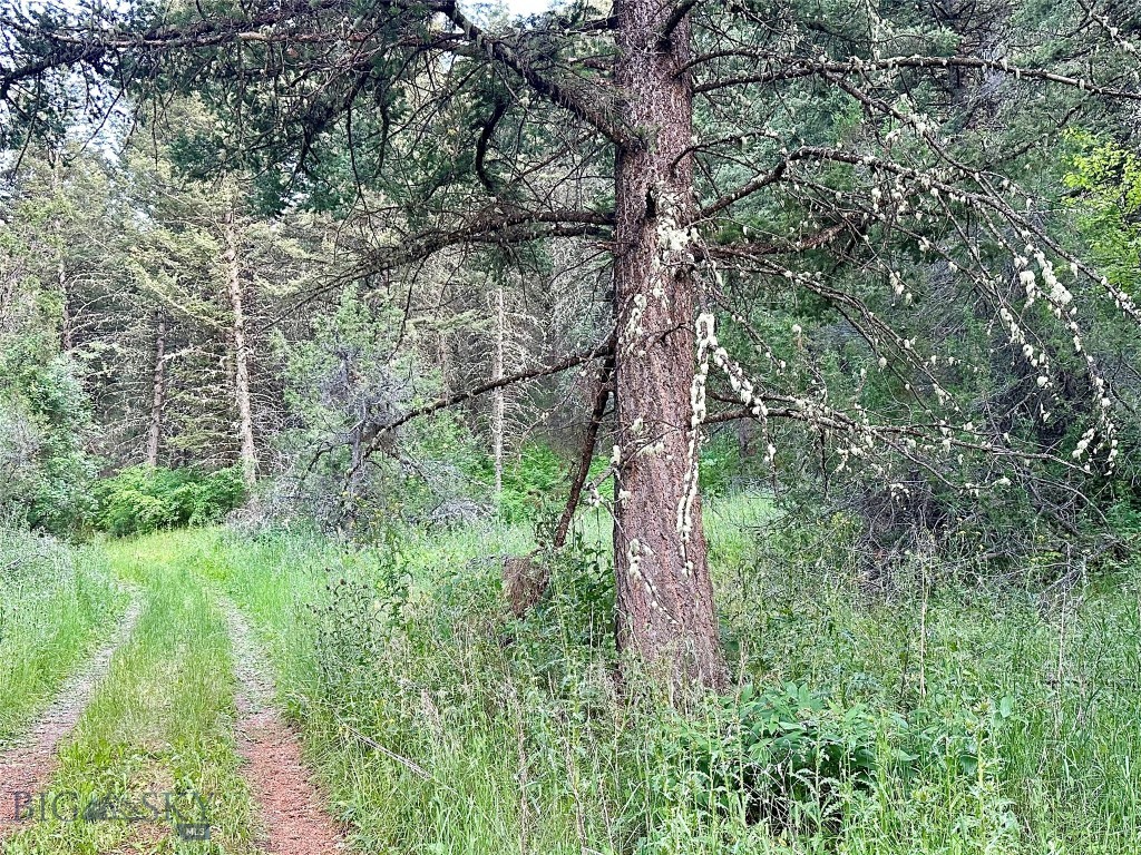 Ponderosa Pines - Land