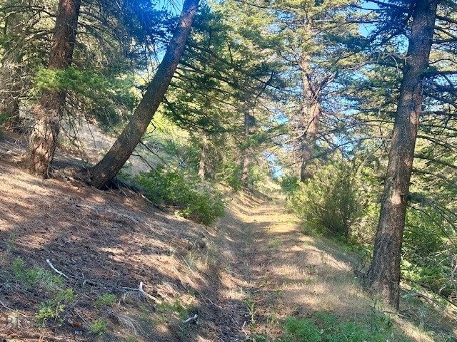 Ponderosa Pines - Land
