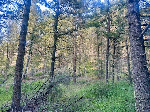 Ponderosa Pines - Land