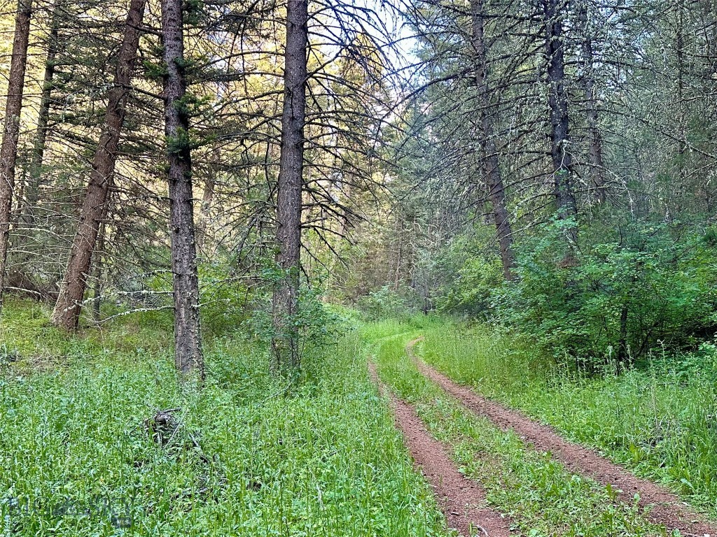 Ponderosa Pines - Land