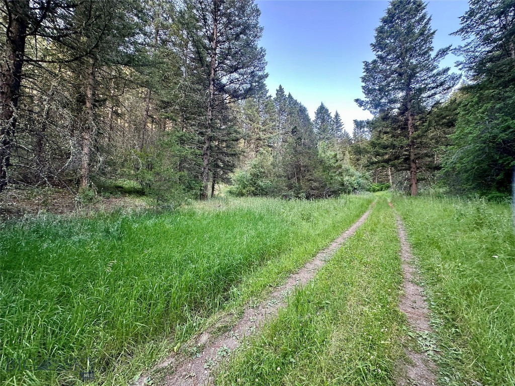 Ponderosa Pines - Land