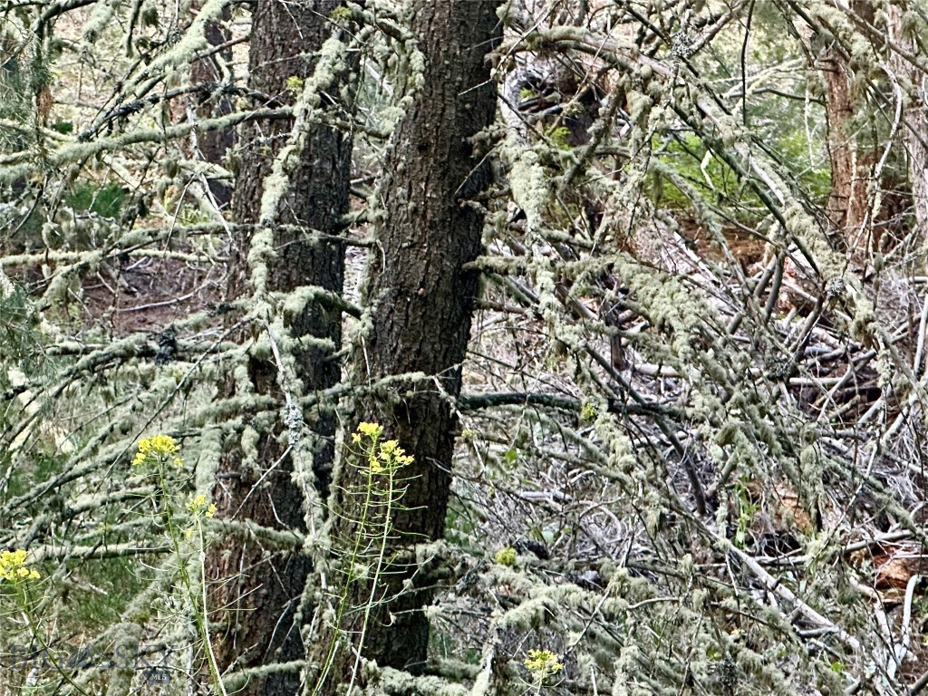 Ponderosa Pines - Land