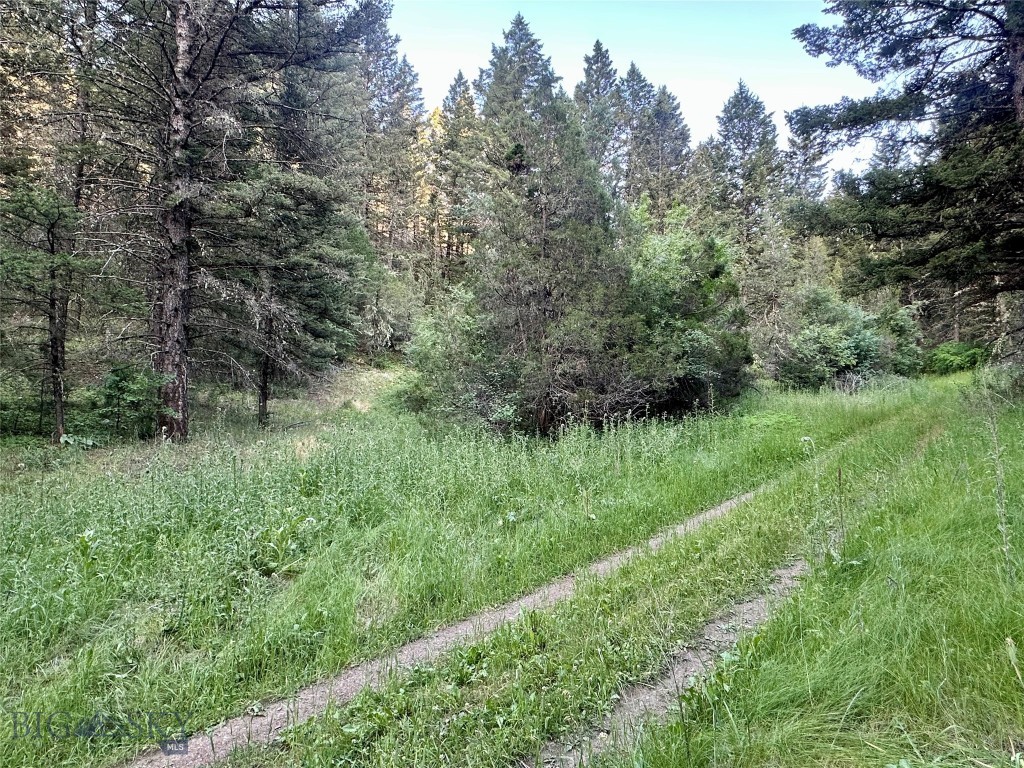 Ponderosa Pines - Land