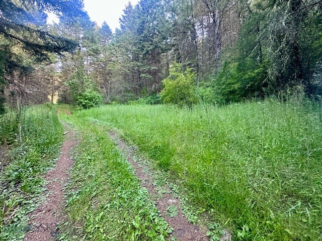 Ponderosa Pines - Land
