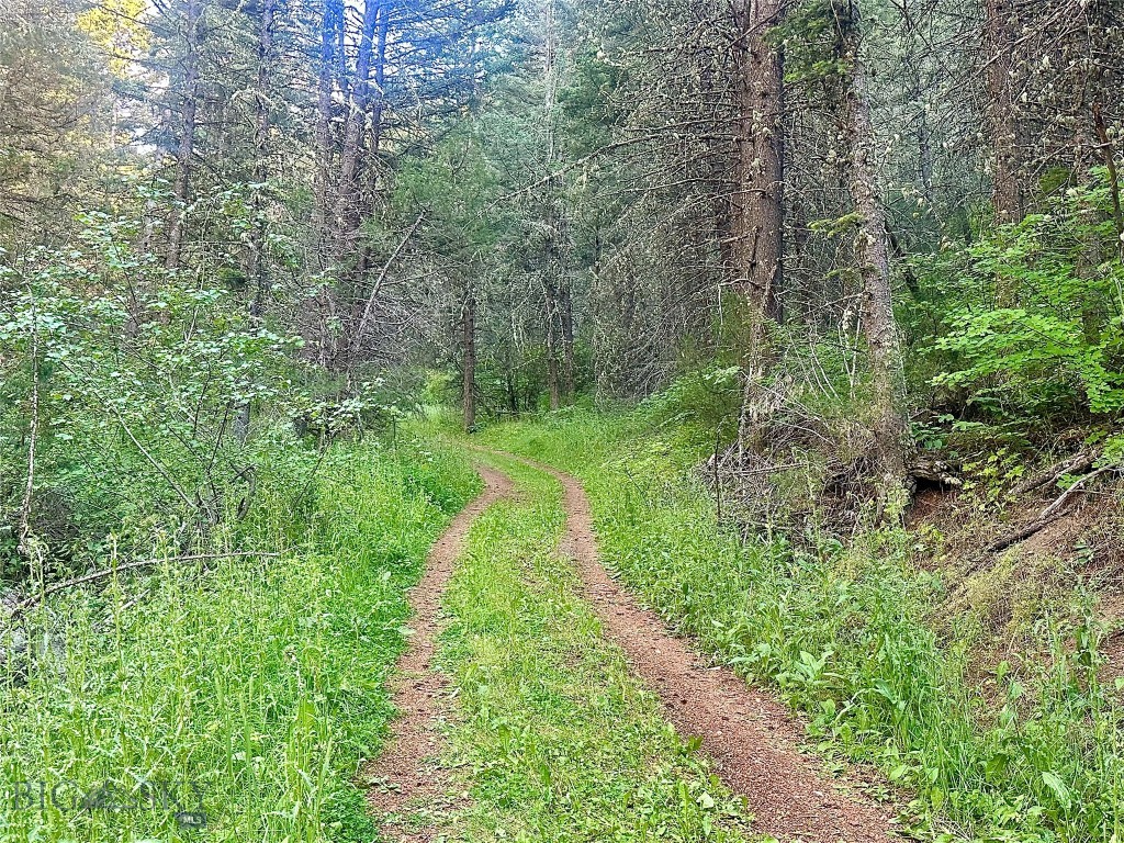 Ponderosa Pines - Land