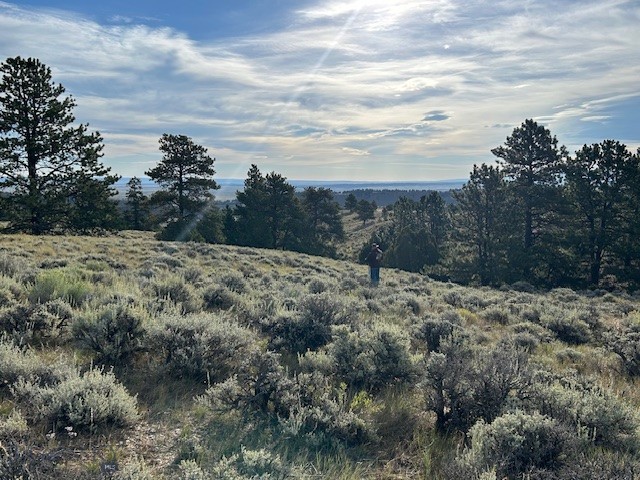 This beautiful 40.20 +- acre property is located 30 miles west of Casper (58k population) on the coveted Pine Mountain. Perched up on the ridge, with panoramic views to the east of the Laramie Mountains and glimpses of the Big Horns to the north. It gives you views in all directions. It has Pine trees and junipers throughout the property. Power runs along the maintained county road (209) that is 1.9 miles to the east. Off-grid living would be ideal. The area has lots of wildlife including elk, mule deer, whitetails, turkeys, antelope, and bear. Grab your fishing pole and enjoy The Goldeneye reservoir "Burlington Lake" oasis which is stocked with trout and walleye and is a short 20 minute drive from the property. Great location for a 2nd home, cabin or year-round living with some plowing. Call or email for more details. Mild covenants, but no HOA for enforcement.