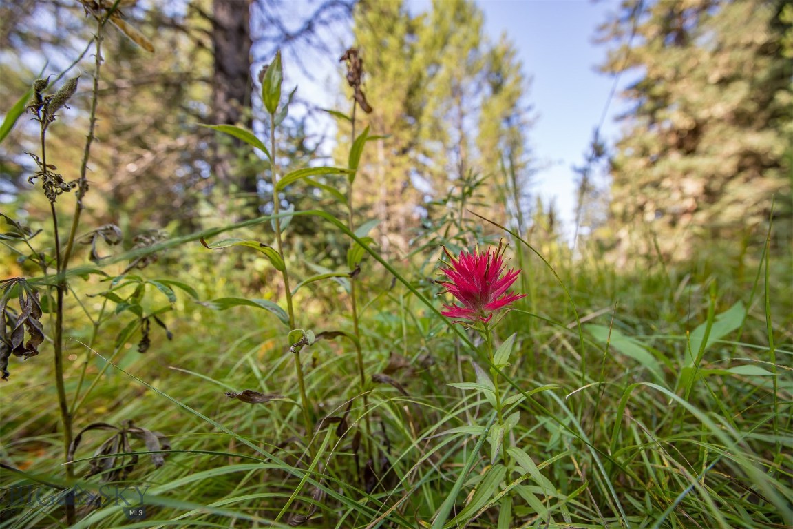Skywood Preserve - Land