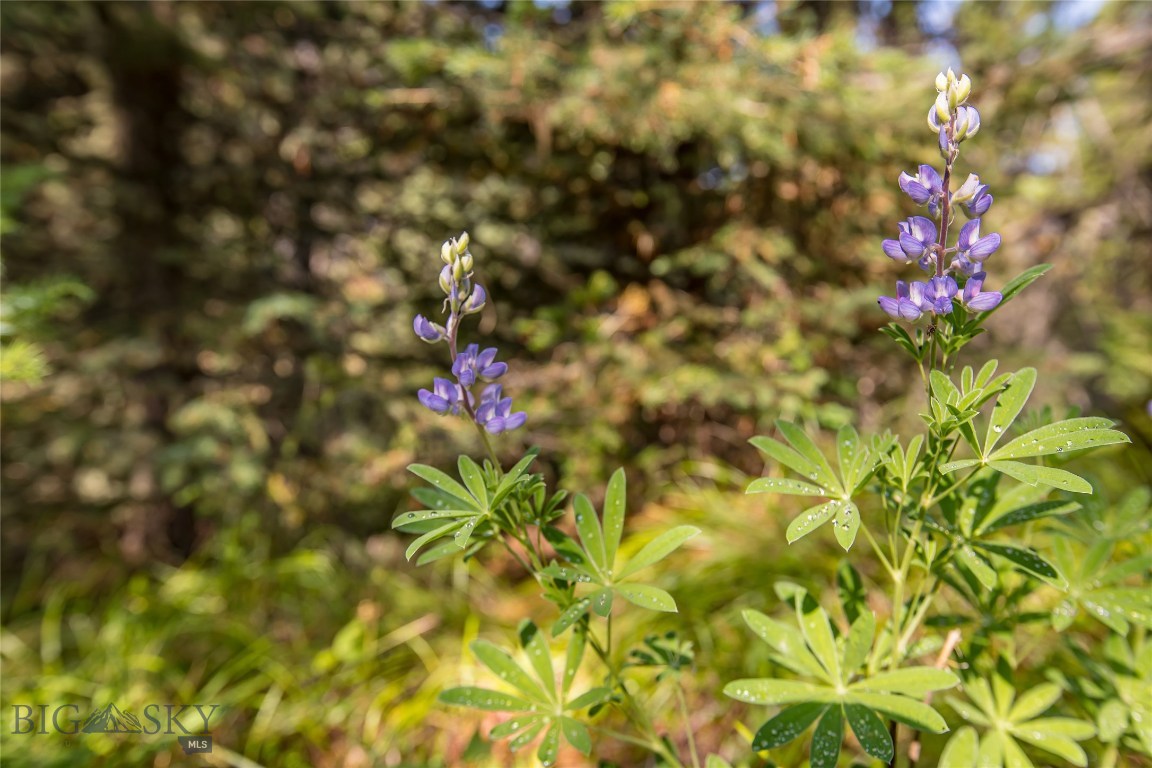 Skywood Preserve - Land