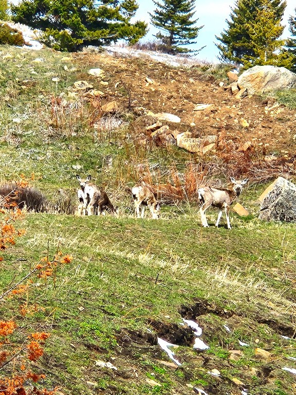 Yellowstone Basin Properties - Land