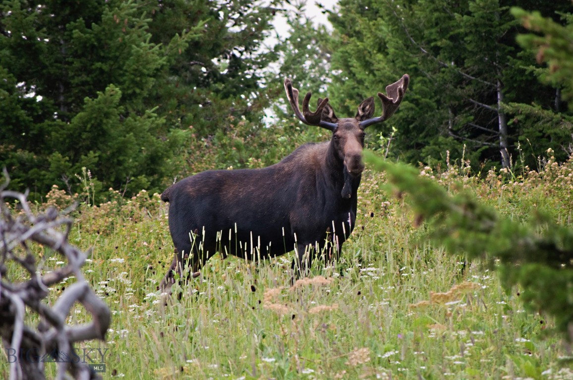 Timberline Creek - Residential