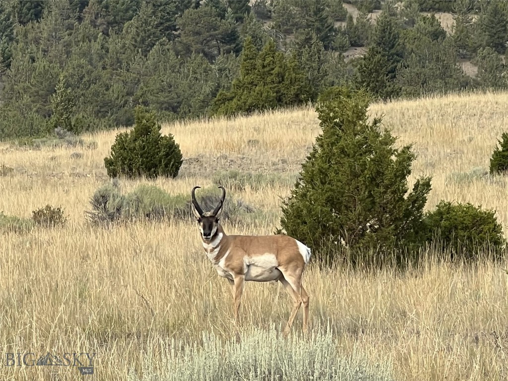 Radersburg, Montana 59641, United States, ,Land,Pending,50345