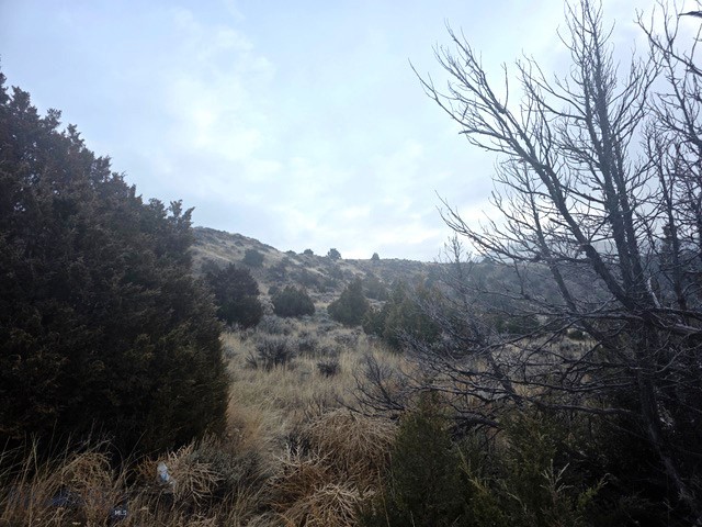 Ponderosa Pines - Land