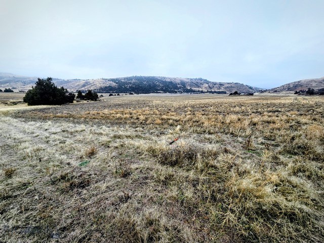 Ponderosa Pines - Land