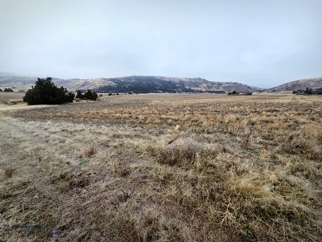 Ponderosa Pines - Land