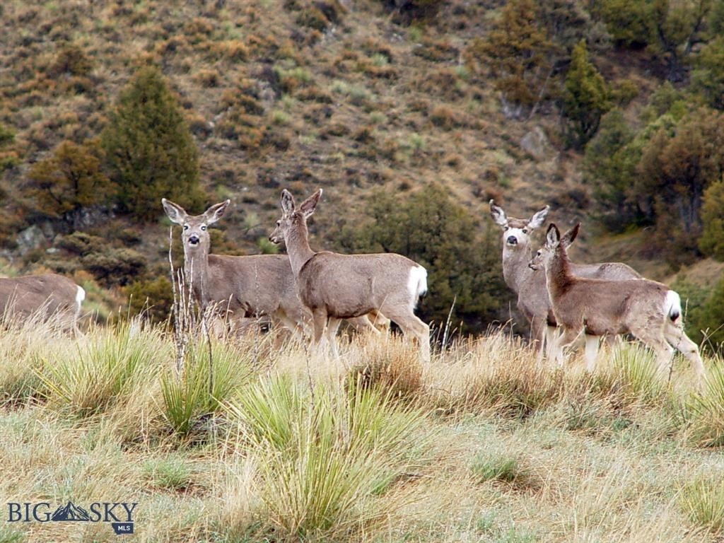 Gallatin River Ranch - Land