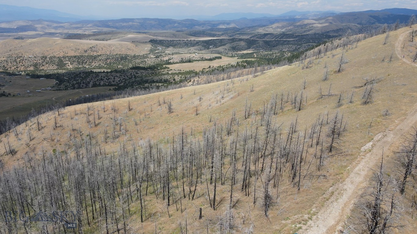 Ponderosa Pines - Land