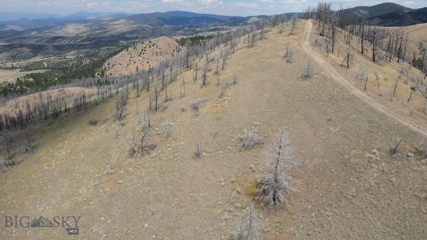 Ponderosa Pines - Land