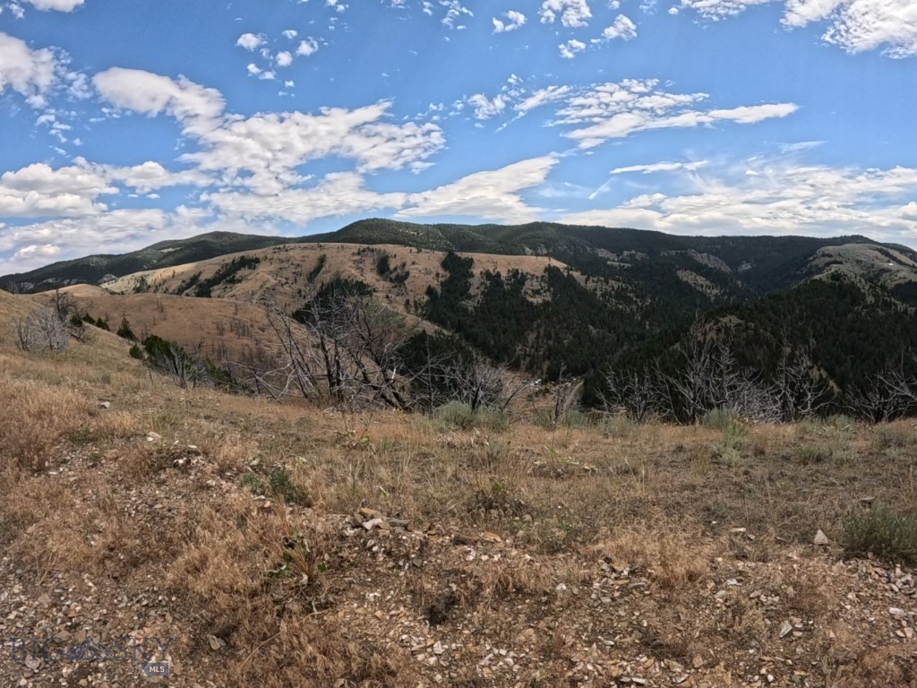 Ponderosa Pines - Land
