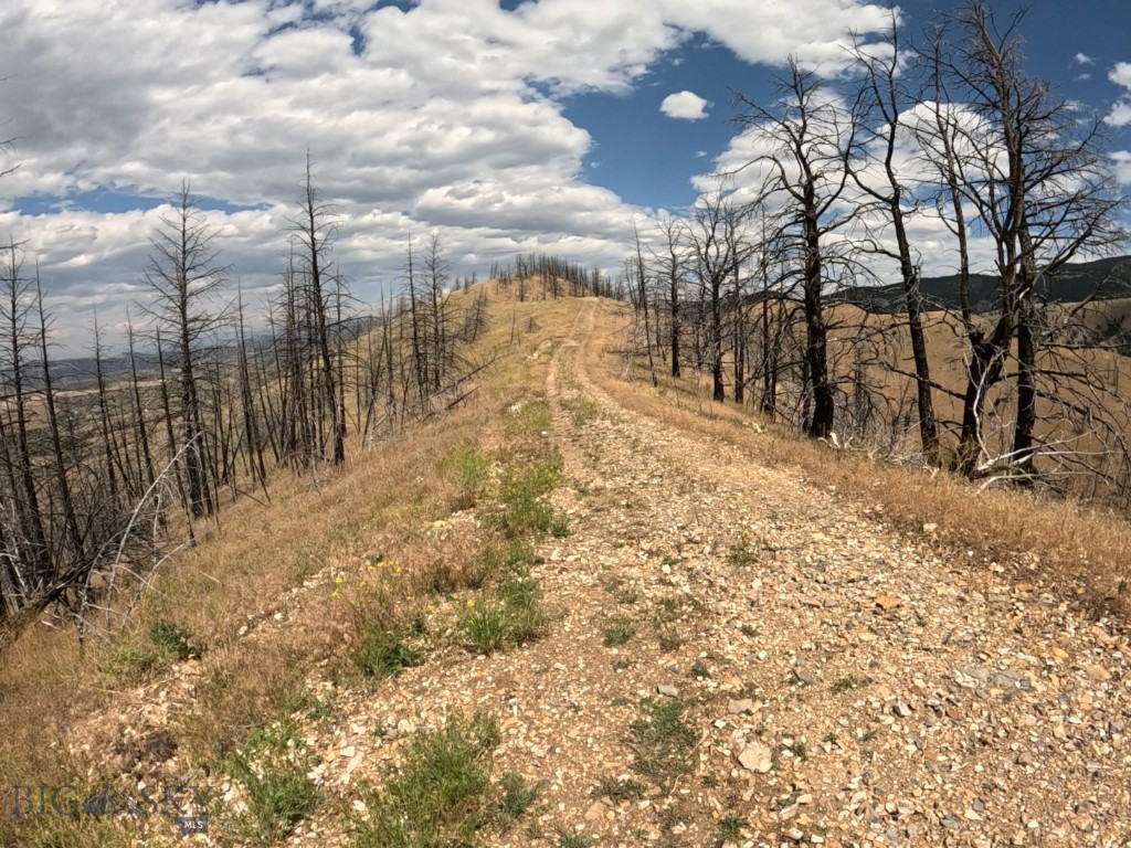 Ponderosa Pines - Land