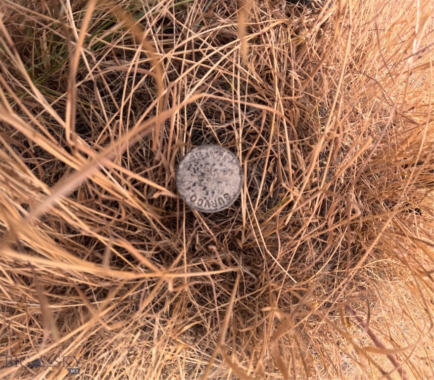 Ponderosa Pines - Land