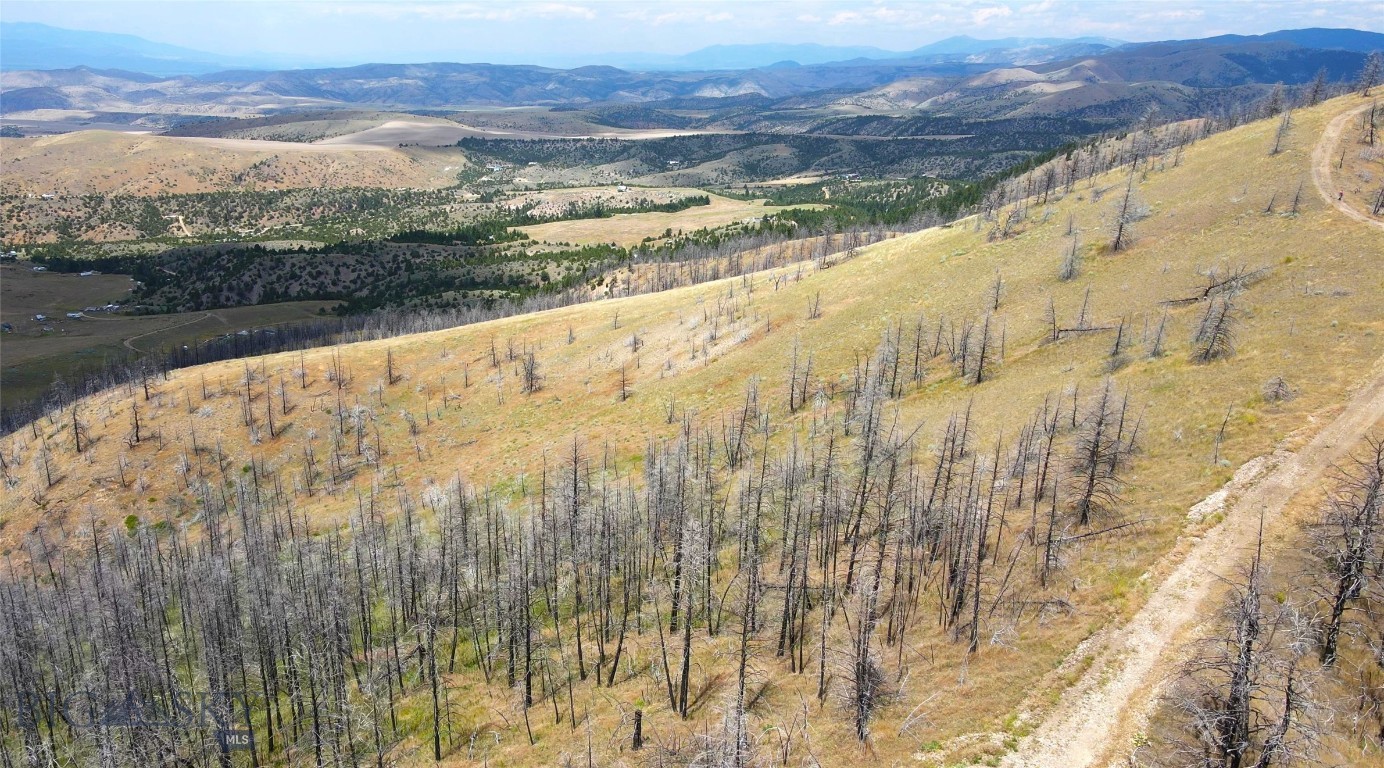 Ponderosa Pines - Land