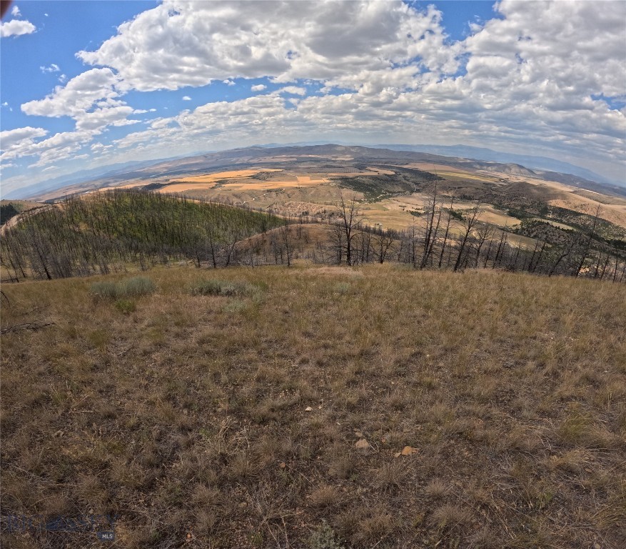 Ponderosa Pines - Land