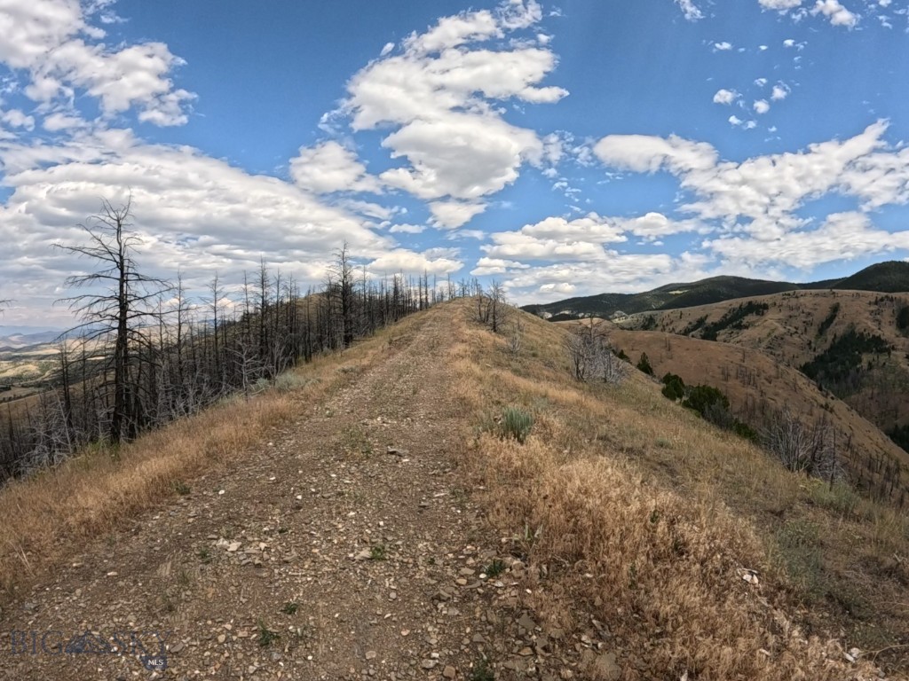 Ponderosa Pines - Land