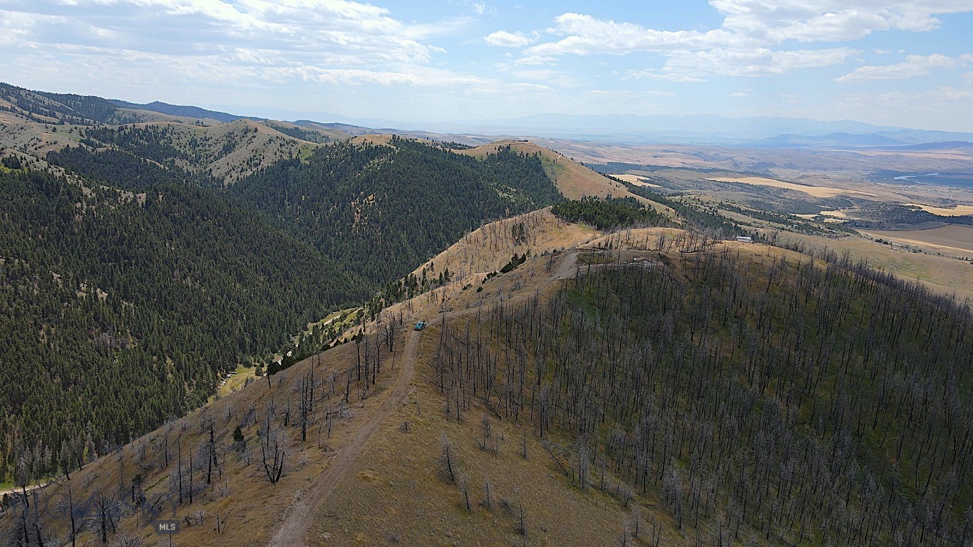 Ponderosa Pines - Land