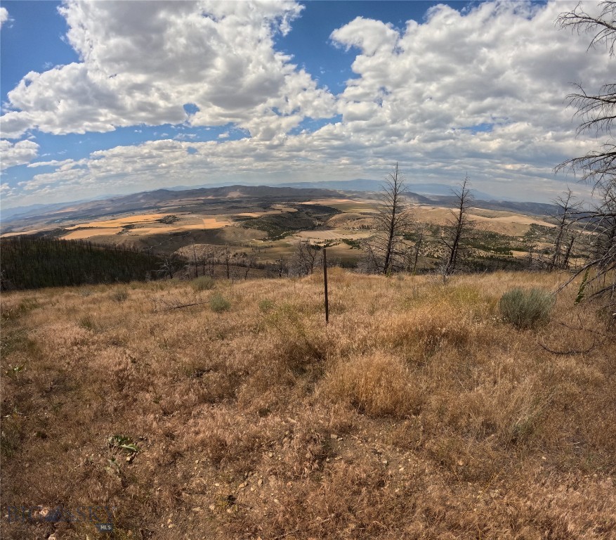 Ponderosa Pines - Land