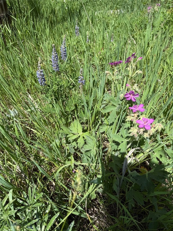 Bozeman, Montana 59715, United States, ,Land,Active,153704