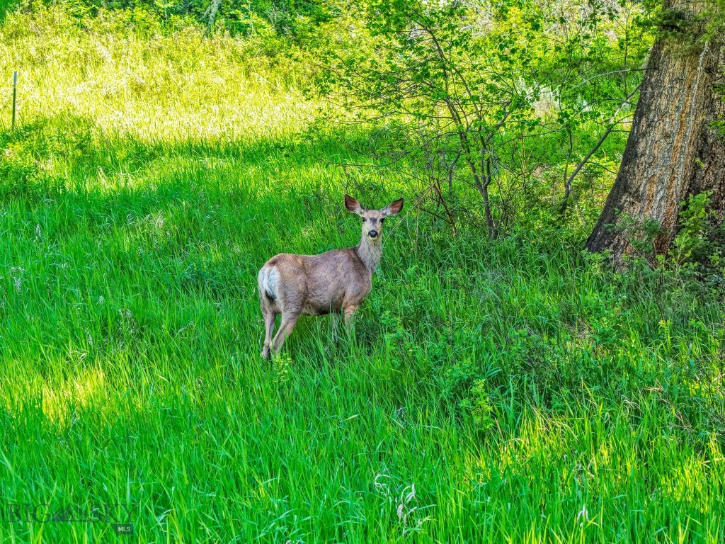 Bozeman, Montana 59715, United States, ,Land,Active,153704