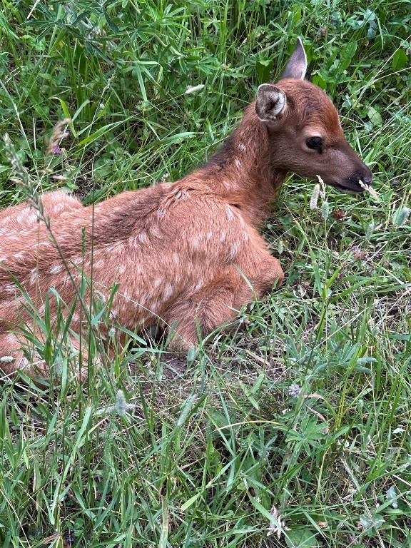 Timberline Creek - Residential