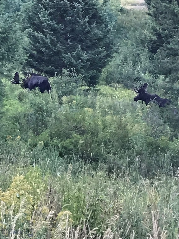 Timberline Creek - Residential