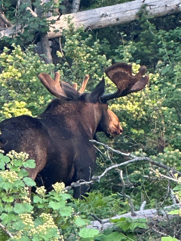 Timberline Creek - Residential