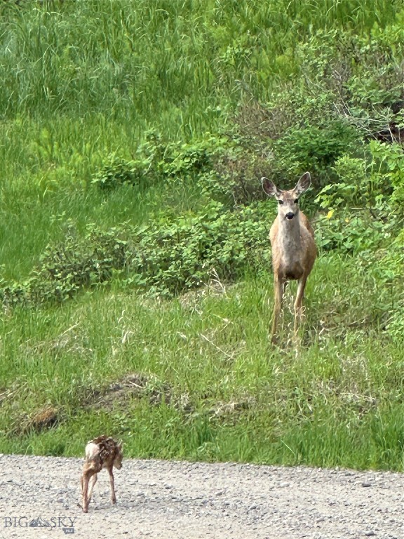 Timberline Creek - Residential