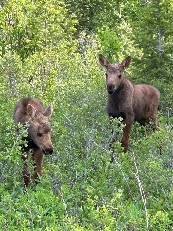 Timberline Creek - Residential