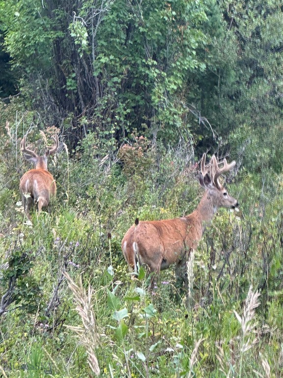 Timberline Creek - Residential
