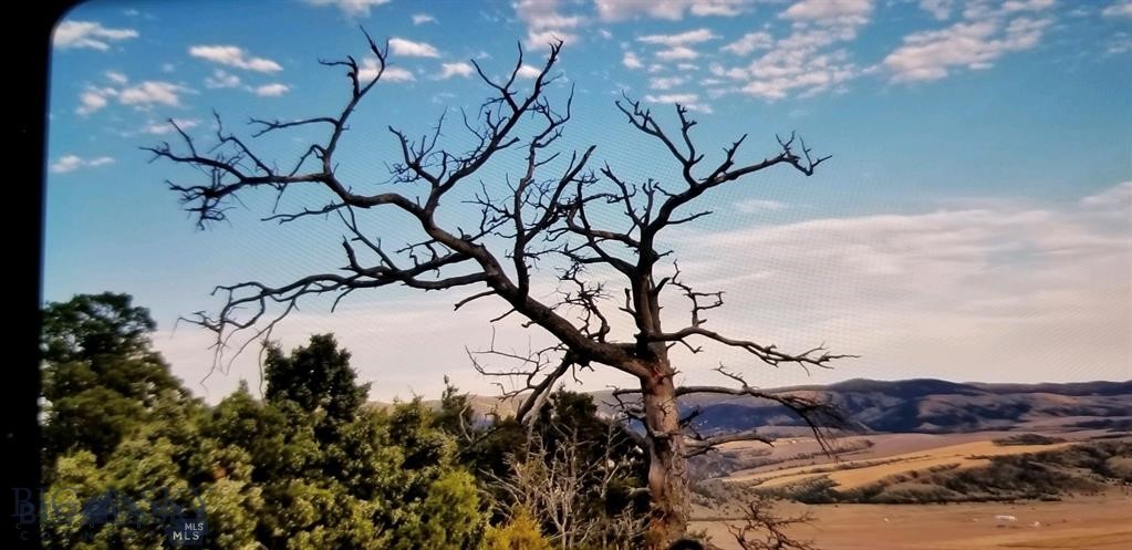 Ponderosa Pines - Land