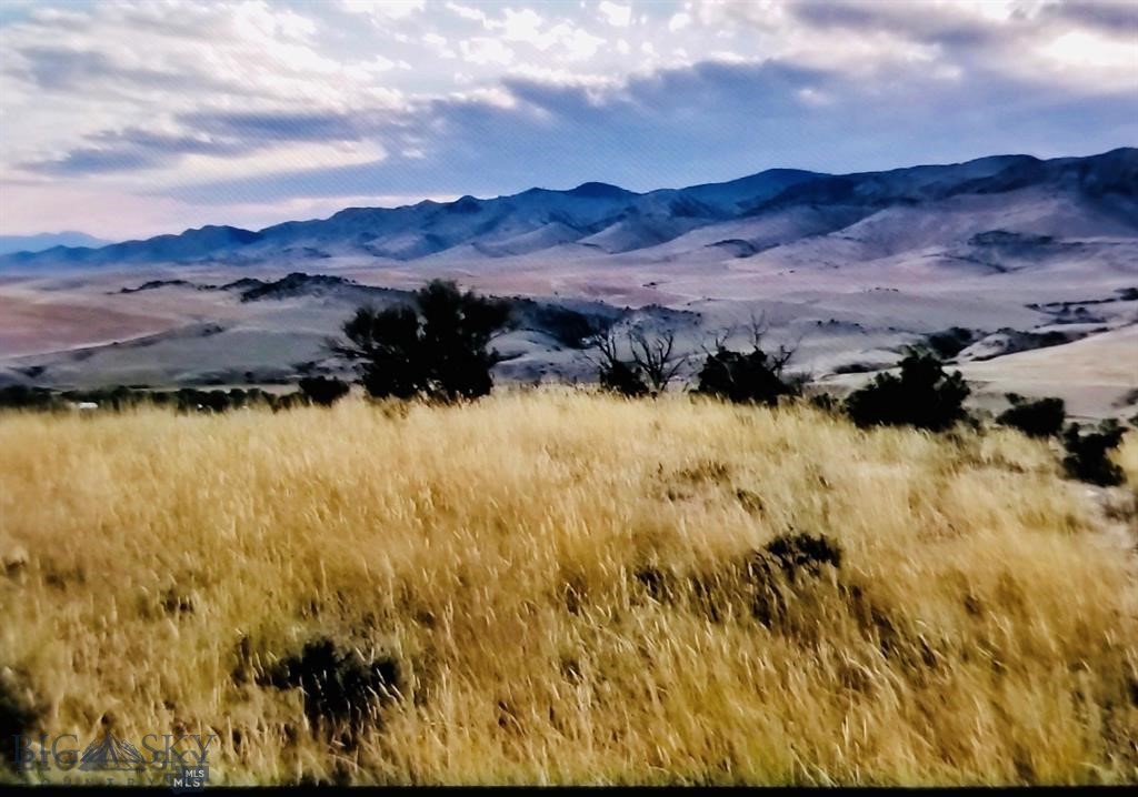 Ponderosa Pines - Land