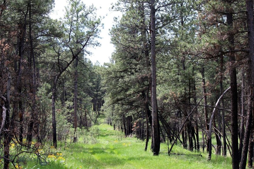 The Bull Mountains of Montana are only 40 miles north of Billings, Montana, but they provide a great secluded get-away.  If you searching for your privacy in the woods, these 20 acres could be the place! This property is very private, with lots of Ponderosa Pines and some beautiful meadows. It could be a great place for your own off-grid cabin or home far from the city lights. Located in the rolling pine hills of the Bull Mountains about 15 miles south of Roundup (pop 2000) and just 40 miles north of Billings, this land is almost at the very end of private road. It is only a total of 5.5 miles off the state highway, with approx. 2.5 miles of dirt/gravel road from the pavement, a road that is only privately maintained as the neighbors determine. A 4x4 is recommended when wet. Wildlife here includes Deer, Elk, Black bear, Turkeys, Bobcats, Mountain Lions and Coyotes. Some of the property suffered a burn 10 or more years ago (see photos), but over 30% of the trees survived. Power is about a quarter of a mile to the south. The owner will only sell on a contract for deed... terms would be 25% down, 9% for 8 to 10 years on balance.  No HOA, but there are some mild covenants.
