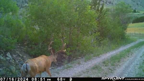 The Views!! This great 47.73 acre piece just minutes from Anaconda and 25 minutes to Butte! With Aspen groves full of wildlife, and a spot excavated for a home or cabin with top of the mountain views this property would make a great full time residents or part time get away! This property is actually 2 lots - Lot 81 is 25.65 acres and - Lot 82 is 22.09 acres, build on one and sell the other or keep it all and build a guest cabin! Don't Miss this one! Call your favorite agent and come take a tour!